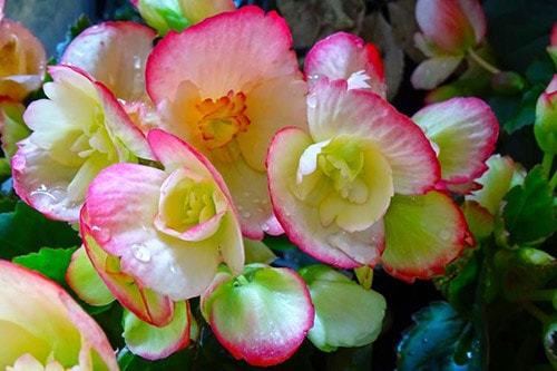 Уход и выращивание бегонии в домашних условиях Уход и выращивание бегонии в домашних условиях комнатные растения,полезные советы