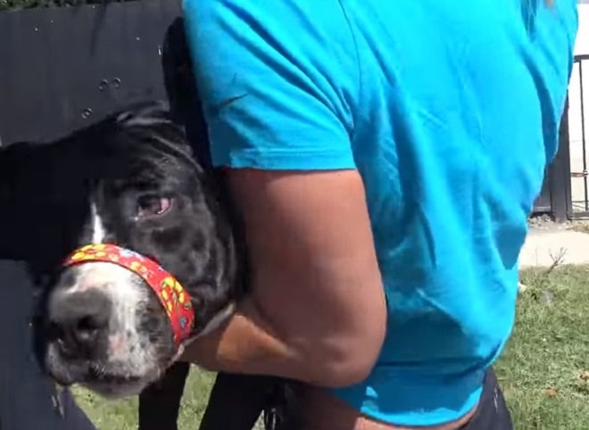 Пес на руках