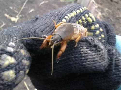 Как Избавиться от Медведки — Эффективные Способы Борьбы сделай сам