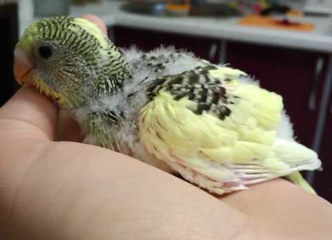 Волнушка-говорушка. Приручаем, обучаем не всё так грустно