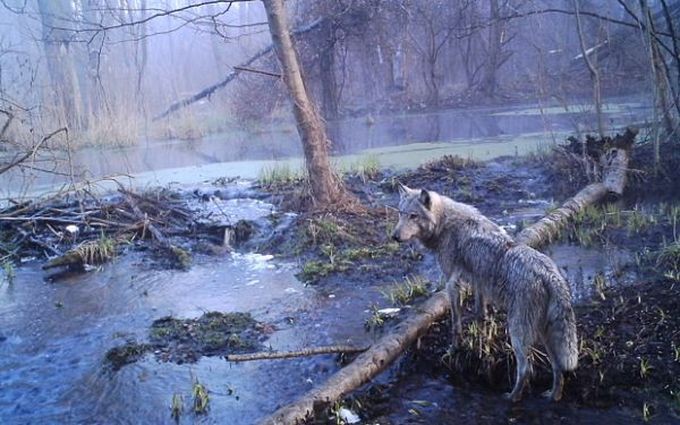 То, что ученые обнаружили в чернобыльском лесу, шокировало весь мир! То, что ученые обнаружили в чернобыльском лесу, шокировало весь мир! животные, находка, чернобыль