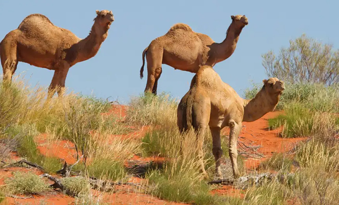 Как в Австралии появился 1 миллион верблюдов и почему они стали проблемой 