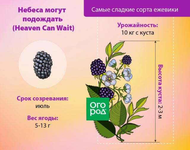 Ежевика Небеса могут подождать