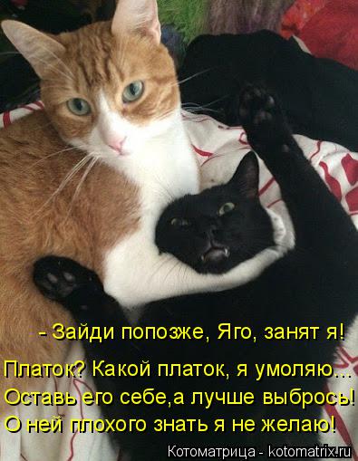 Котоматрица: - Зайди попозже, Яго, занят я! Платок? Какой платок, я умоляю... Оставь его себе,а лучше выбрось! О ней плохого знать я не желаю!