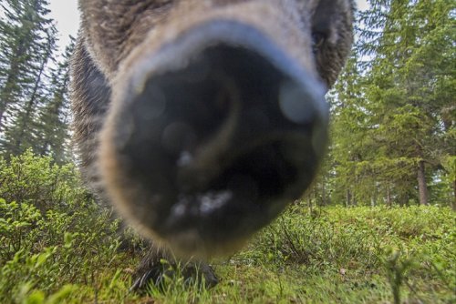 Удачные селфи диких животных Оказывается, любом, точно, главное, селфи, симпатичные, веселые, получаются, случае, устройство, животные, незнакомое, попробовать, хочется, просто, некоторым, фотографироваться, любят, очень, постановочные  