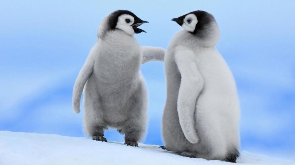 Фотография: Пингвины — это ласточки, которые ели после шести №5 - BigPicture.ru