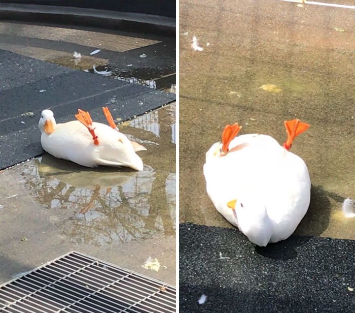 Позитивные утки и утята 