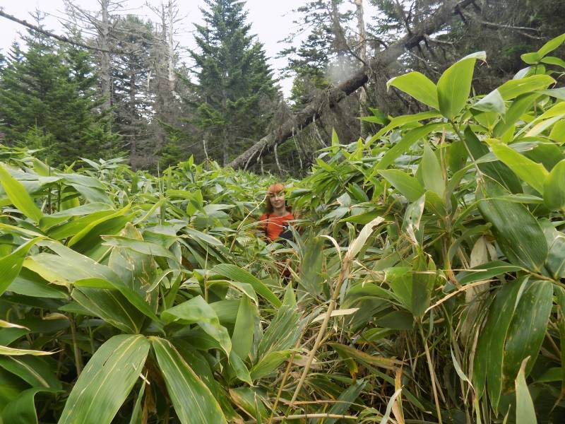 Курилы. Взгляд со стороны Курилы. Взгляд со стороны россия