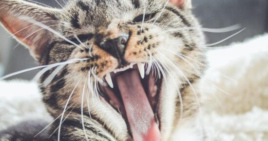 Академик Гинцбург предсказал новую пандемию из-за кошек, которая опаснее черной оспы