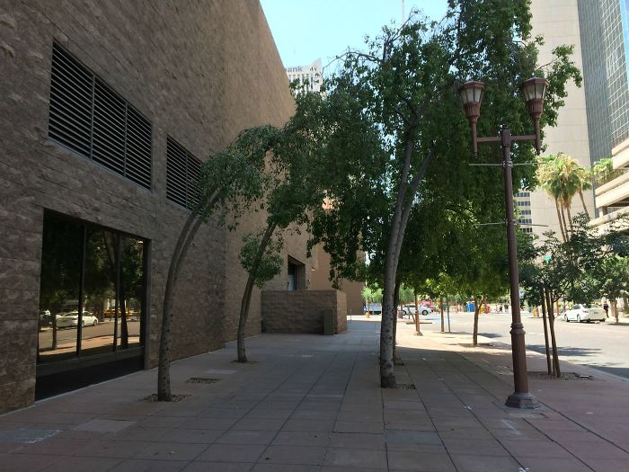 These Trees Are Curved Due To The Constant Airflow From Nearby Exhaust Vents