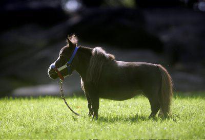 Какая самая маленькая лошадь в мире? Порода самых маленьких лошадей, фото