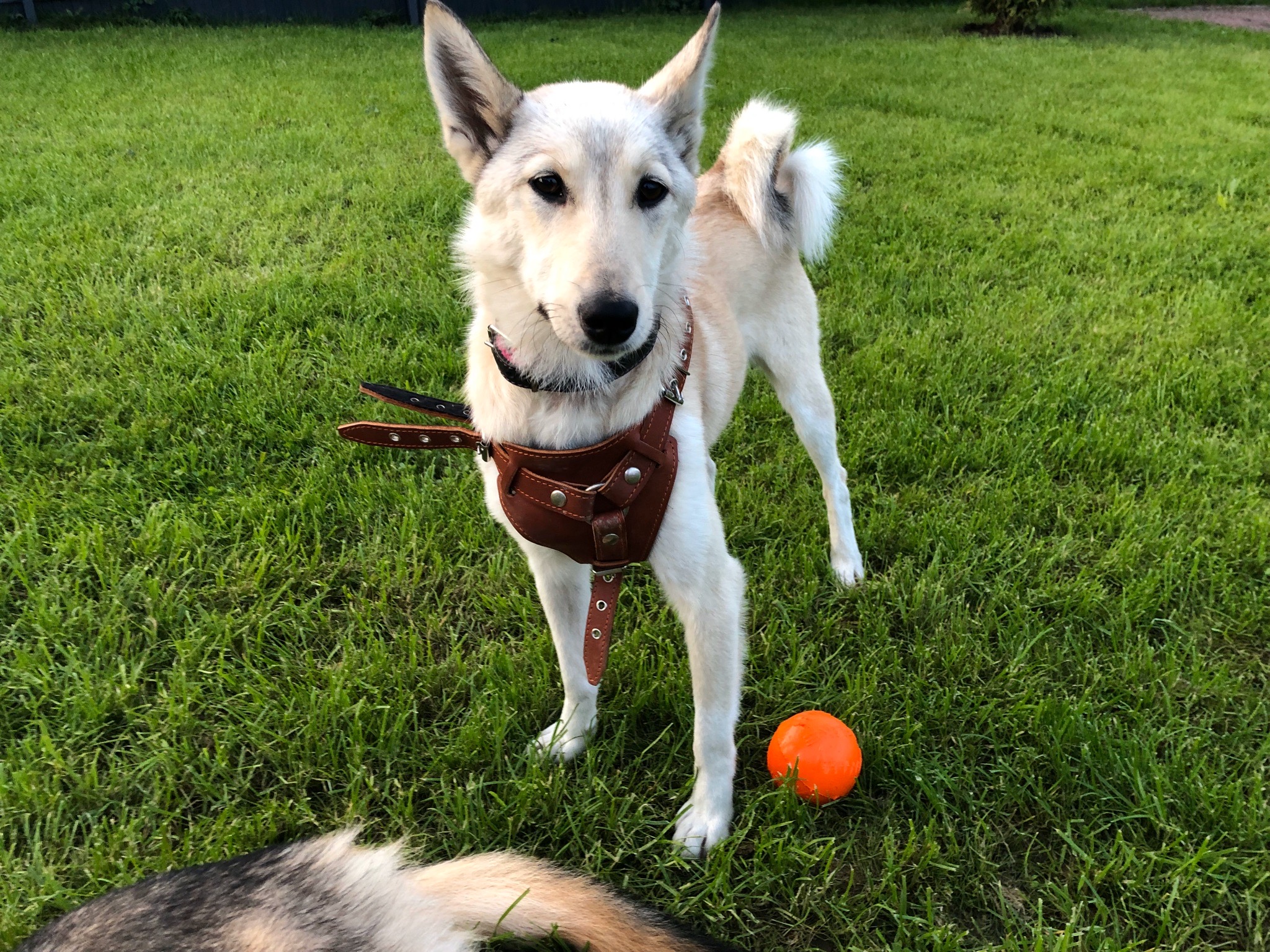 собака гуляет