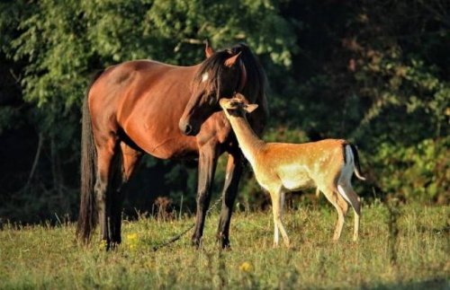 Эмоции и настроение в фотографиях Эмоции и настроение в фотографиях