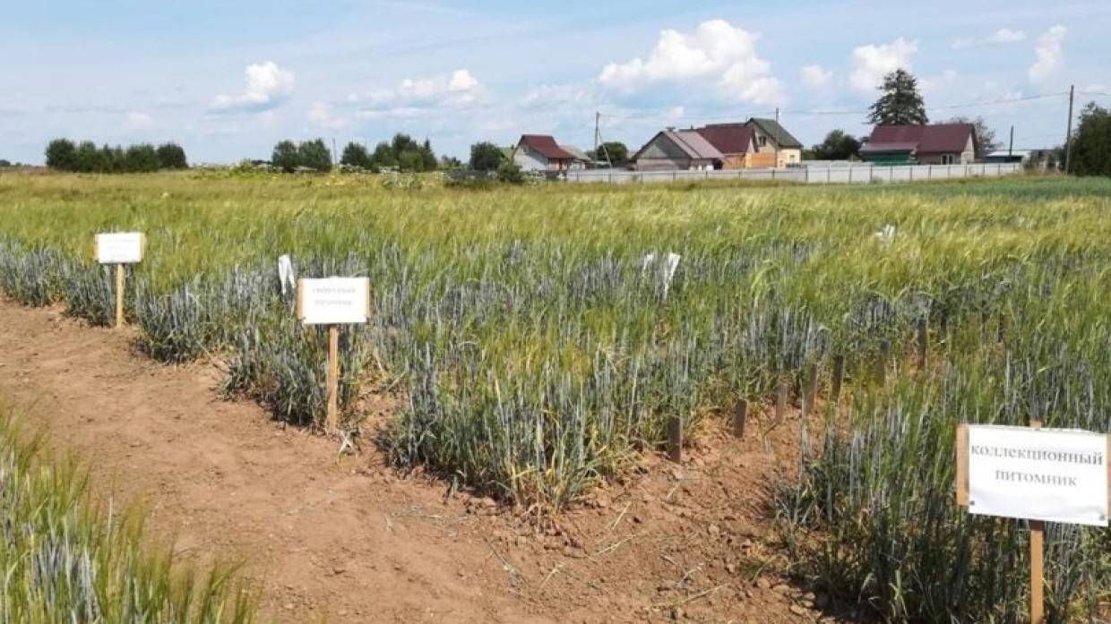 Польский журналист Щенсняк оценил успехи России в сельском хозяйстве