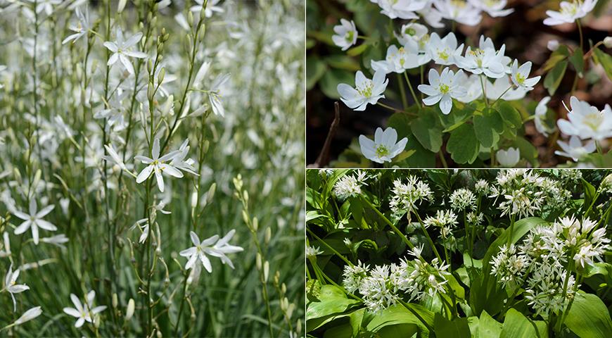 Белые цветы для монохромного сада: 50 лучших белоснежных садовых растений дача,сад и огород,садовые растения,цветоводство