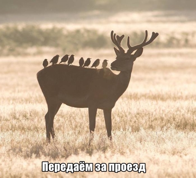 Подборка прикольных картинок Подборка прикольных картинок позитив