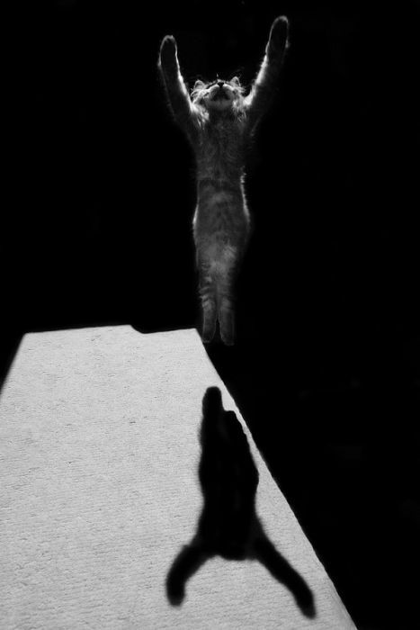 Смешные и просто красивые фотографии кошек (136 фото)