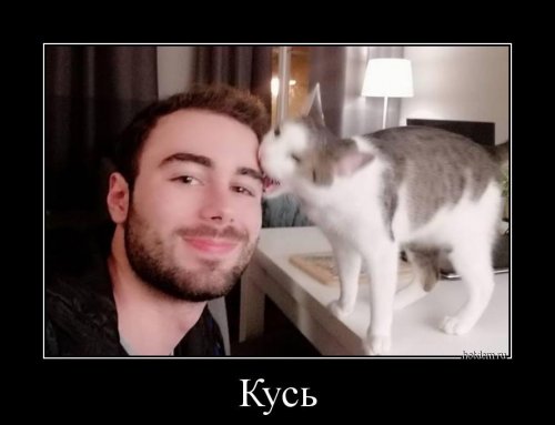 Прикольные демотиваторы для хорошего настроения 