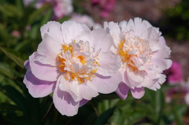 Знакомимся с цветком 2024 года — всё о розовом молочноцветковом пионе пионы, молочноцветковый, цветения, lactiflora, цветок, Paeonia, только, садах, растения, пиона, Цветет, сроки, высотой, может, лепестки, сорта, практически, раскидистый, после, цветка
