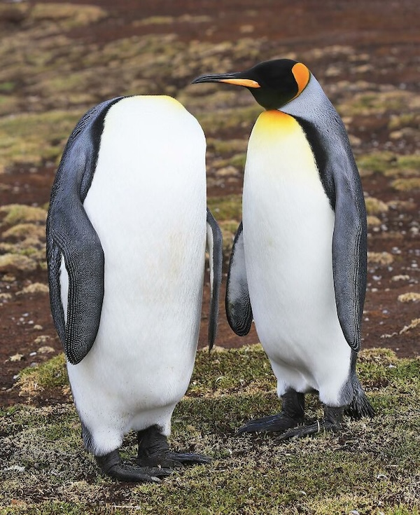 Комичные фото дикой природы, где всё решило одно удачное мгновение когда, Автор, Симоны, УилсонаФотография, НиссенбаумаФотография, Марка, ДоудсаФотография, Майкла, АрнольдаФотография, Кента, ХайнрихФотография, ПескантиниФотография, ТримомаФотография, Энрико, КэткартаФотография, Джорджа, РальфаФотография, Клинта, ФостерФотография, Лавек