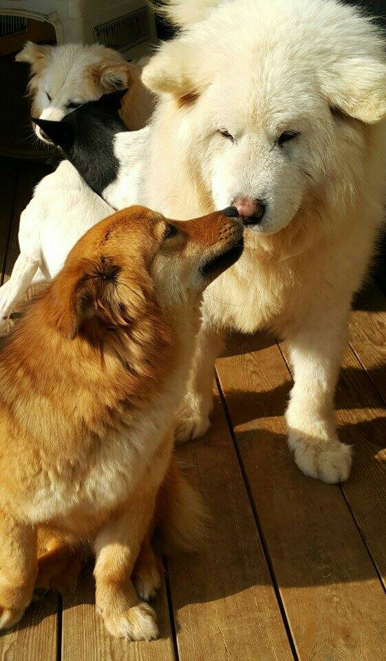 NTD-Dong-Jin-the-thin-to-fluffy-Pup01