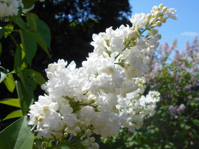 Сирень сорта «Мисс Эллен Вилмот» (Syringa vulgaris ‘Miss Ellen Willmott’)