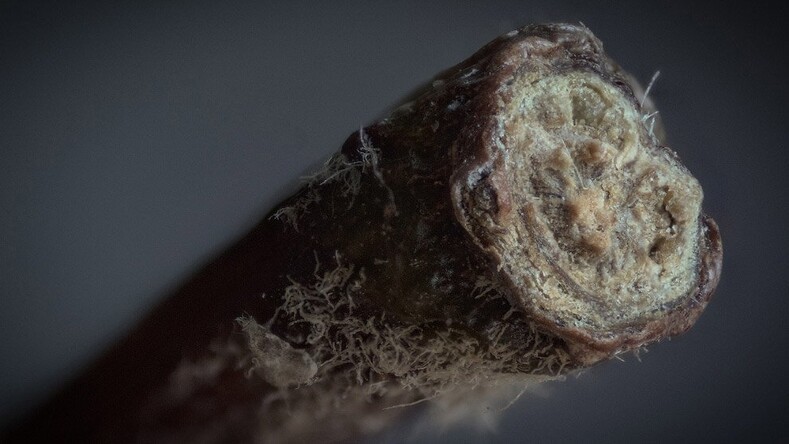 10 фантастических фото привычных вещей в макрообъективе 10 фантастических фото привычных вещей в макрообъективе супер