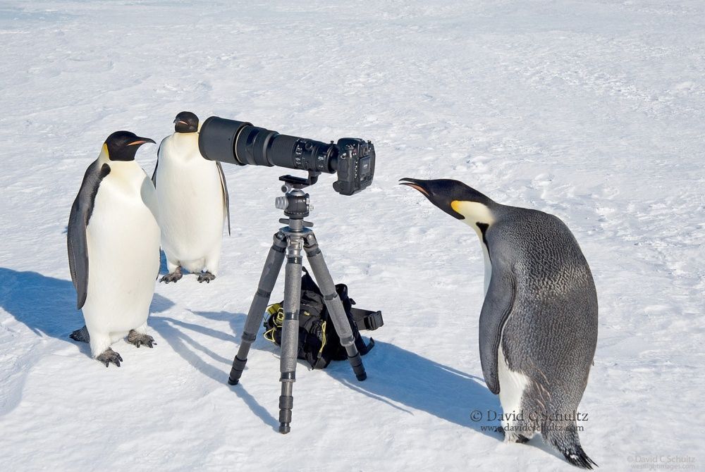 Фотография: Пингвины — это ласточки, которые ели после шести №9 - BigPicture.ru