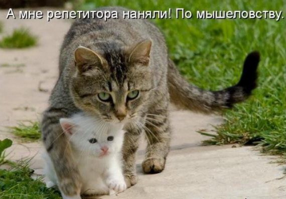 Уфф!!! Ну наконец-то! Котоматрицы великолепные, каждая с улыбкой, позитивом и хорошим настроением!