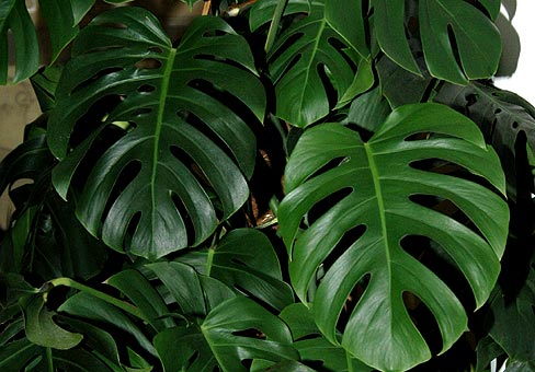 Монстера (Monstera)