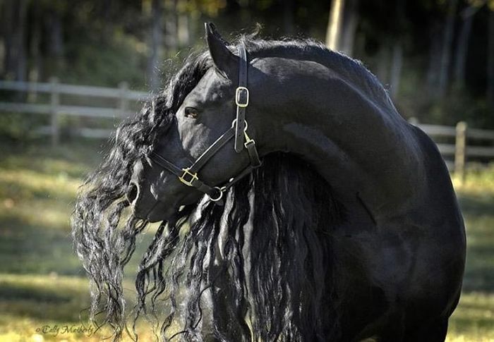 Фредерик Великий — самый красивый конь в мире, чья грива сводит людей с ума.