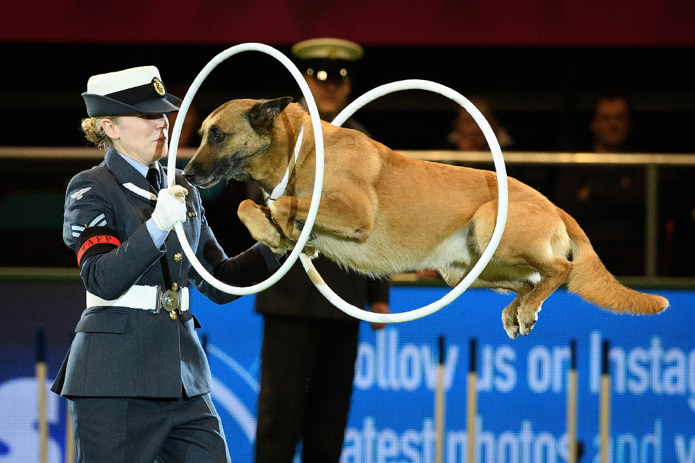 Crufts Dog Show 2018: как прошла крупнейшая в Европе выставка собак