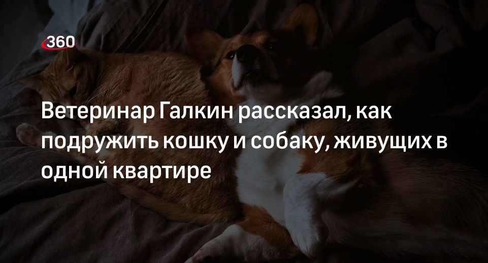 Ветеринар Галкин рассказал, как подружить кошку и собаку, живущих в одной квартире