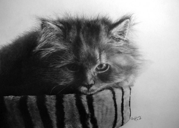 Фотографические рисунки кошек от Paul Lung животные