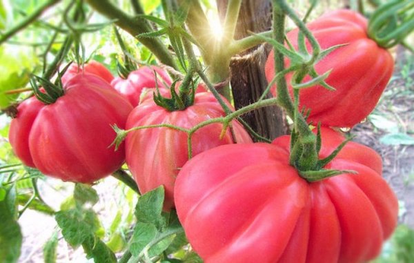Лучшие сорта ребристых томатов в вашу копилочку