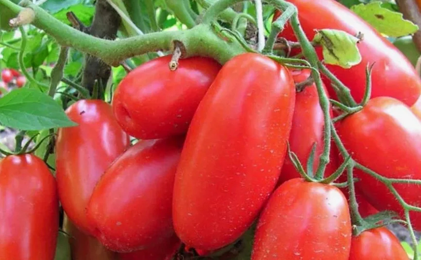 Лучшие сорта томатов для Сибири: топ-10