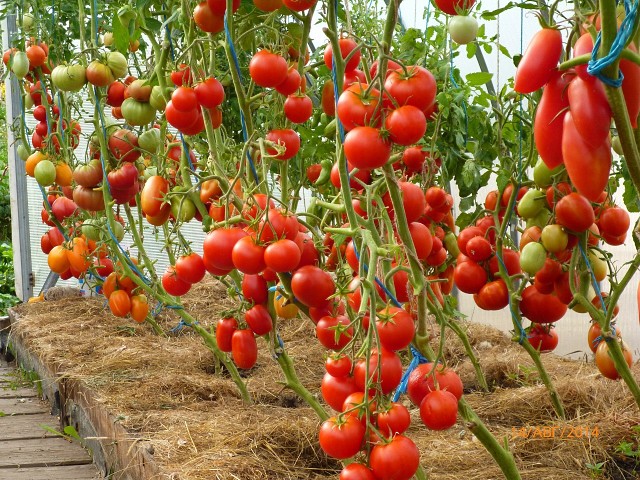 Как выращивает томаты лидия иванова кричиневская?