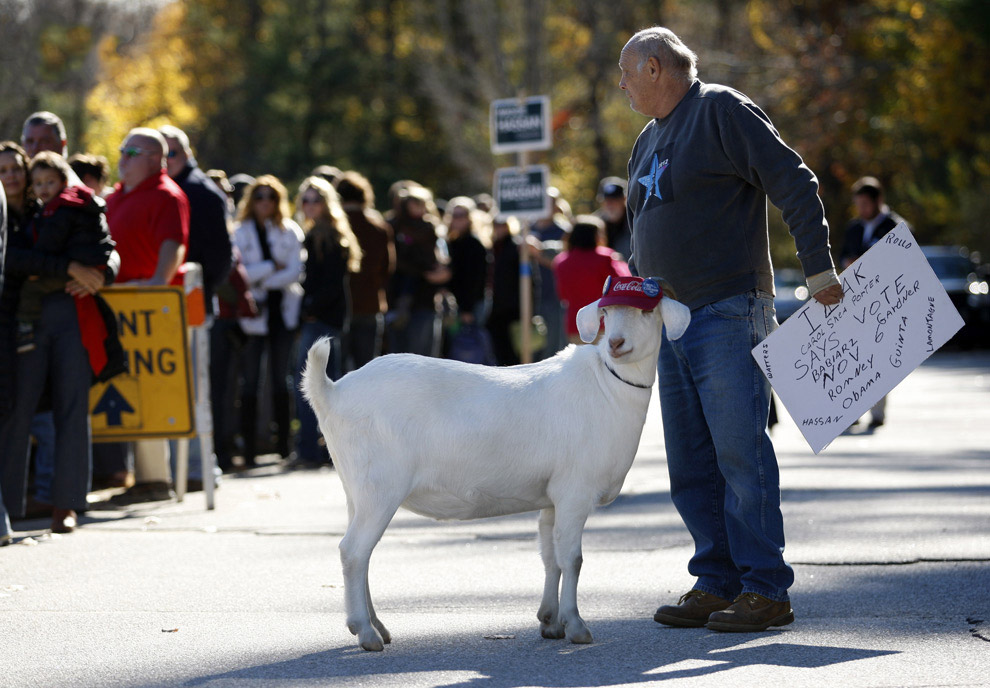 Домашняя козочка