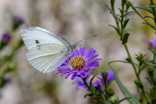 Бабочка-белянка оповещает о начале летнего лёта вредителей