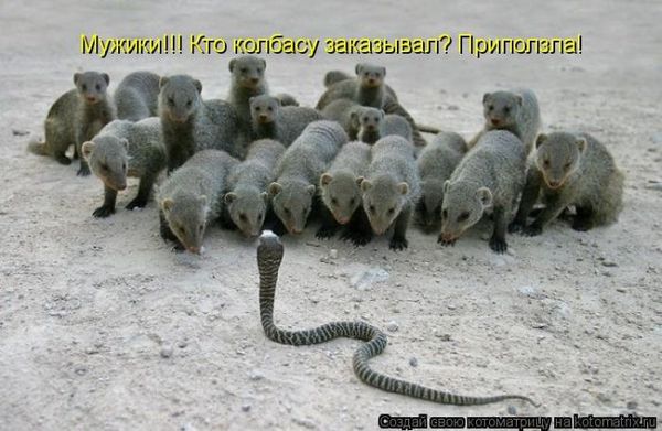 Если вы слишком много работаете - заведите кота. Силой личного примера он перетянет вас на сторону истинных ценностей: отдыха и ленивого созерцания (котоматрицы) Если вы слишком много работаете - заведите кота. Силой личного примера он перетянет вас на сторону истинных ценностей: отдыха и ленивого созерцания (котоматрицы)