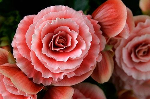 Уход и выращивание бегонии в домашних условиях Уход и выращивание бегонии в домашних условиях комнатные растения,полезные советы