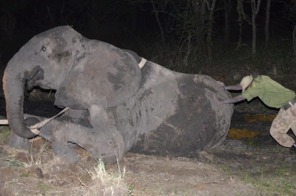 3-elephant-mother-and-her-grieving-children