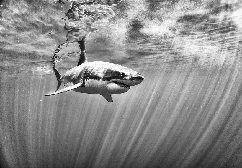 Великолепные черно-белые снимки подводной жизни, от которых захватывает дух