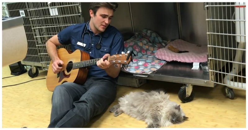 Заботливый ветеринар поет песни для своих четвероногих пациентов ветеринар, видео, животные, милота