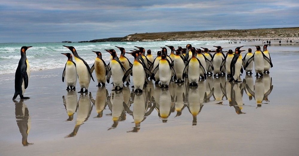 Фотография: Пингвины — это ласточки, которые ели после шести №4 - BigPicture.ru