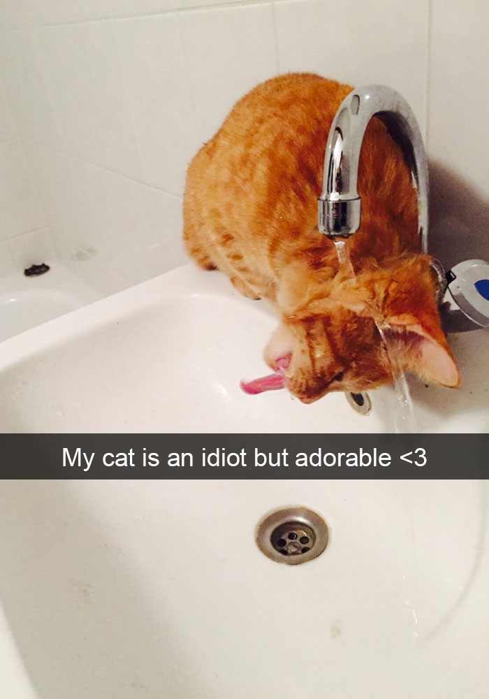 Hilarious-cat-snapchats