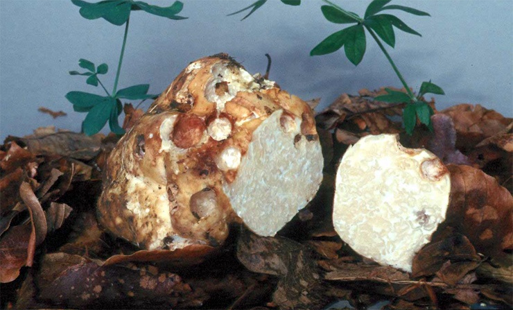 Топ-10 самых дорогих продуктов в мире Топ-10 самых дорогих продуктов в мире еда