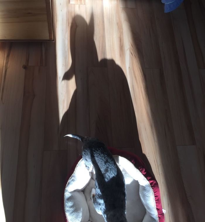 Фотография: 30 фото забавных теней, которые похожи на что-то другое №6 - BigPicture.ru