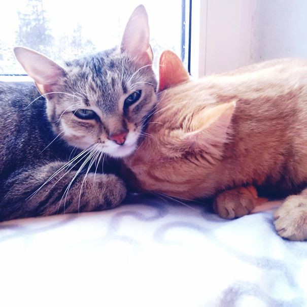 54. животные, коты, любовь