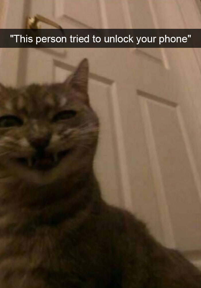 Cat Snapchat